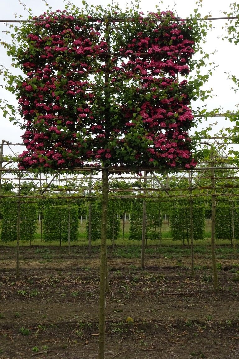 Crataegus X Media Paul S Scarlet Medium Ruud Van Den Berk